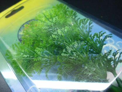 4x OVP Aquarium Wasser Kunststoff Wasserpflanzen Aquariumpflanzen 4 Pflanzen – Bild 3